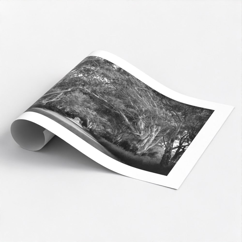 Monochrome art poster print capturing a solitary dirt track under a canopy of gum trees in the Australian outback.