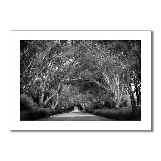 Monochrome art print capturing a solitary dirt track under a canopy of gum trees in the Australian outback.