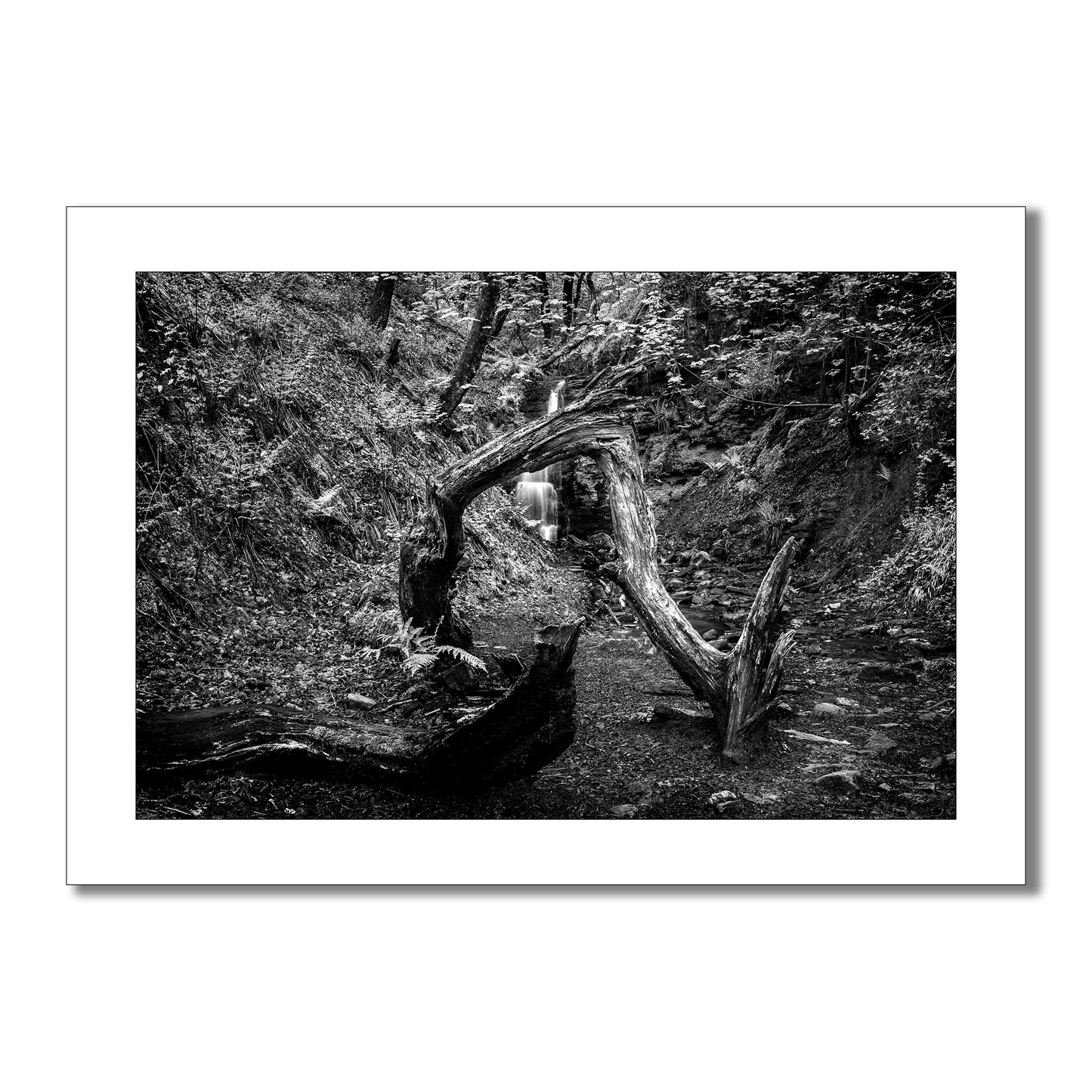 Time seems to stand still in this black and white art print of two brooks waterfall. The weathered tree branch frames the scene, hinting at the passage of time and the enduring power of nature.