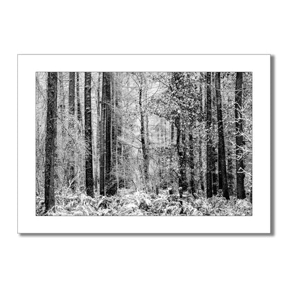 Exclusive monochrome art print captures the serene beauty of a winter forest. Tall, snow-dusted trees stand tall against a backdrop of soft, white snow, creating a sense of tranquility and peace