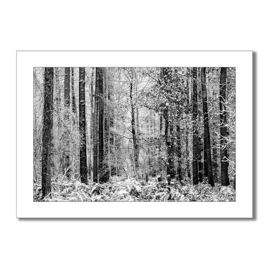 Exclusive monochrome art print captures the serene beauty of a winter forest. Tall, snow-dusted trees stand tall against a backdrop of soft, white snow, creating a sense of tranquility and peace